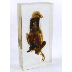 Resin Educational Specimen“Pigeon”