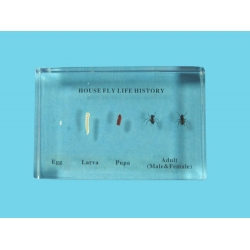 Resin Educational Specimen“The Life Cycle of a Fly Collection”