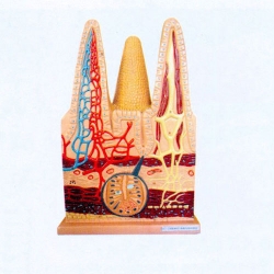 Intestinal Villi Structure Model