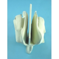 Cribriform Plate and Ethmoid Bone Model