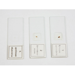 Microscope Slide Set