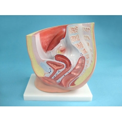 Structure Model of the Female Urogenital Organs