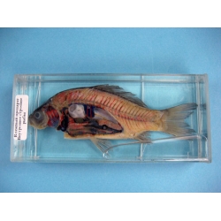 Internal Structure of a Fish