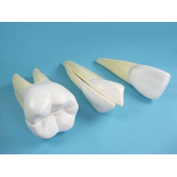 Teeth Model Set