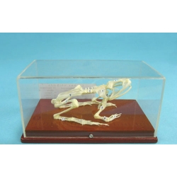 Frog Skeleton Model