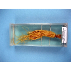 Soybean Nodulation,  Immersed Specimen