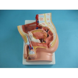 Structure Model of the Male Urogenital Organs