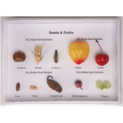 Imitation Fruit Specimen Collection