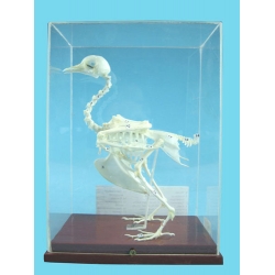 Pigeon Skeleton Model