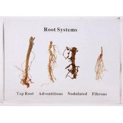 Plant Roots Herbarium - 4 Types