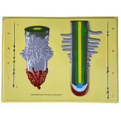 Root Structure