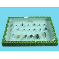 Helpful Insects Collection