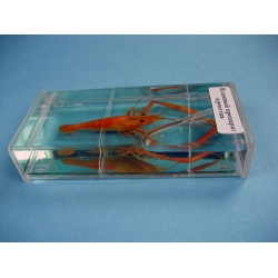 Shrimp Specimen