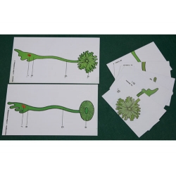 Development Regulation in Nuclear Tissue, Magnetic Demonstration Cards