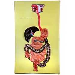 Digestive Tract, Bas Relief Model