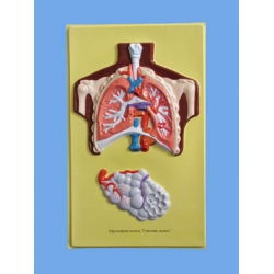 Human Lung Bas Relief Model