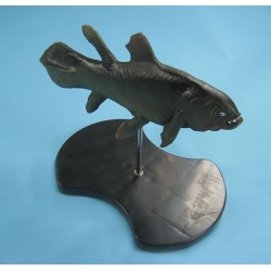 Coelacant Model