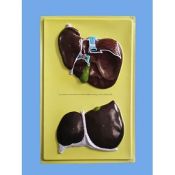 Human Liver Bas Relief Model