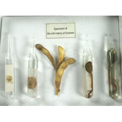 The Life Cycle of a Soybean Herbarium