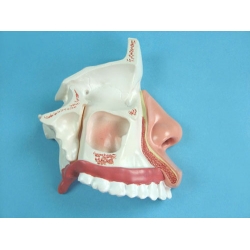 Nasal Cavity Model