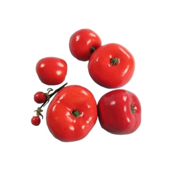 Tomato Model Set