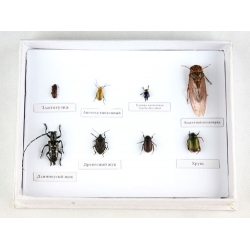 Harmful Forest Insects Collection