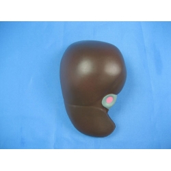 Liver Model