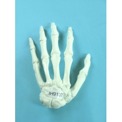 Hand Skeleton Model