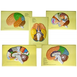 The Human Brain (lobes, Convolutions, Cytoarchitectonic Fields)
