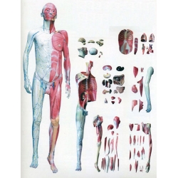 Human Body Model