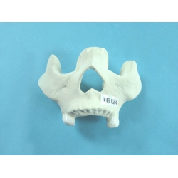 Nasal Bone Model