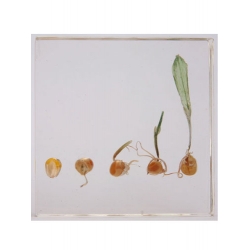 Resin Educational Specimen“The Sprouting Process of Corn Herbarium”