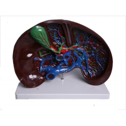 Liver Dissection Model