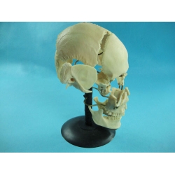 Human Skull Model