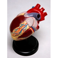 Model of the Human Heart