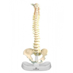 Model of the Human Spine & Pelvic Bone