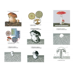 The Reproduction of Umbrella-like Mushrooms Magnetic Demonstration CardsThe Reproduction of Moss Mag