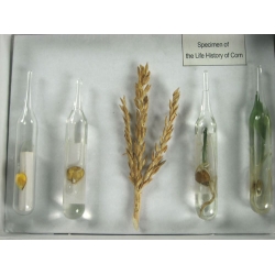 The Life Cycle of Corn Herbarium