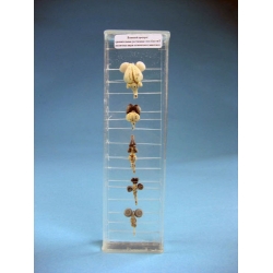 Comparative Collection of 5 Immersed Vertebrate Brain Specimens