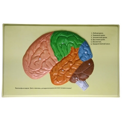 Human Brain Lobes, Bas Relief Model (D)