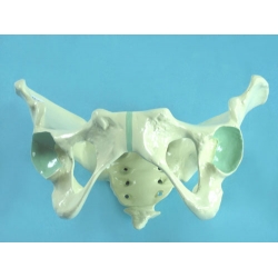 Pelvic Bones manufacturers, Pelvic Bones exporters, Pelvic Bones
