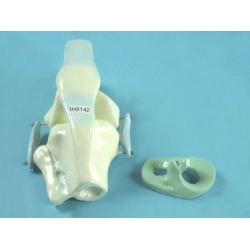 Knee Joint Model with Tendons