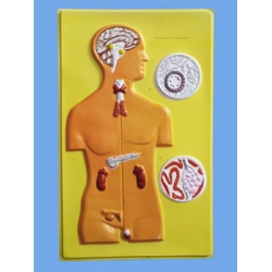 Endocrine Glands, Bas Relief Model