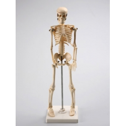 Human Skeleton Model