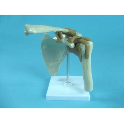 Shoulder Joint Model with Muscles and Tendons