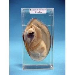 Swan Mussel Specimen