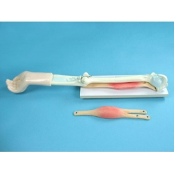 Human Elbow Joint Model