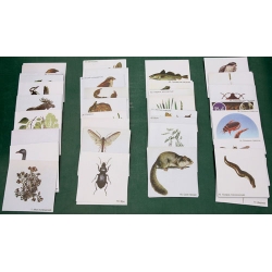 The Nature of Biological Communities, Magnetic Demonstration Cards