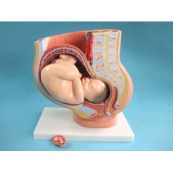 Fetus and Female Pelvic Section During Pregnancy