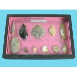 Seashell Samples Collection